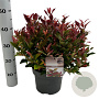 Leucothoe 'Carnaval' 25-30 cm 3,5L