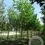Liriodendron tulipifera 8-10 cm draadkluit