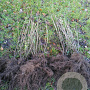 Ligustrum vulgare 60-100 cm wortelgoed