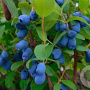 Lonicera c. 'Altaj' 60-70 cm 2,0L