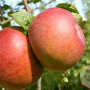 Malus d. 'Brabant Bellefleur' 6-8 HO wortelgoed
