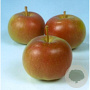 Malus d. 'Idared' 8-10 HO wortelgoed