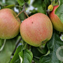 Malus d. 'Rajka' 10-12 HO container