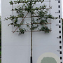 Malus 'Red Sentinel' 120 cm stam container leiboom