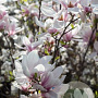 Magnolia soulangeana 150-175 cm container meerstammig