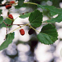 Morus alba tatarica 6-8 HO container
