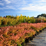 Nandina domestica 'Richmond' 40-50 cm container C2,5