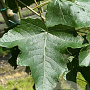 Populus alba 12-14 HO container