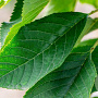 Prunus a. 'Bigarreau Burlat' 10-12 HO wortelgoed