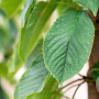 Prunus a. 'Bigarreau Burlat' 8-10 HA wortelgoed
