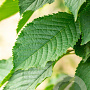 Prunus a. 'Bigarreau Napoléon' 10-12 HO wortelgoed
