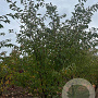 Prunus 'Accolade' 250-300 cm draadkluit meerstammig