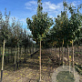 Prunus a. 'Early Rivers' 12-14 HO draadkluit