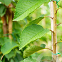 Prunus a. 'Early Rivers' 6-8 HO wortelgoed