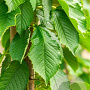 Prunus a. 'Hedelf. Riesenkirsche' 6-8 HO wortelgoed