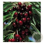 Prunus a. 'Lapins' 6-8 HO wortelgoed