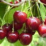 Prunus a. 'Merchant' 12-14 HO wortelgoed