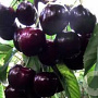 Prunus a. 'Octavia' 8-10 HO wortelgoed