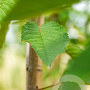 Prunus a. 'Varikse Zwarte' 8-10 HA wortelgoed