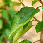 Prunus a. 'Varikse Zwarte' 8-10 HO wortelgoed