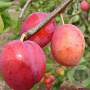 Prunus d. 'Early Laxton' halfstam wortelgoed