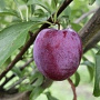 Prunus d. 'Italiaanse Kwets' halfstam wortelgoed