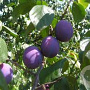 Prunus domestica halfstam wortelgoed leiboom