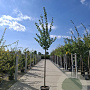 Prunus d. 'President' 8-10 HO container
