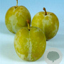 Prunus d. 'Reine Claude d'Oullins' 10-12 HA container