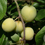 Prunus d. 'Reine Claude d'Oullins' halfstam container 