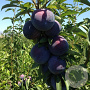 Prunus d. 'Tracy Sun' GM container leivorm oude struik