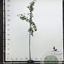 Prunus d. 'Victoria' 6-8 HO container