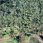 Prunus serrula 250-300 cm draadkluit meerstammig