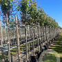 Prunus ser. 'Kanzan' 10-12 HO container