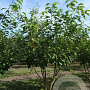 Prunus ser. 'Kanzan' 350-400 cm draadkluit meerstammig