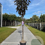 Prunus ser. 'Royal Burgundy' 10-12 HO container