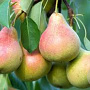 Pyrus c. 'Clapp's Favourite' struik wortelgoed