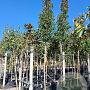 Pyrus calleryana 'Chanticleer' 14-16 HO container