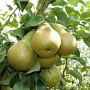 Pyrus c. 'Conference' 6-8 HO wortelgoed
