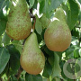 Pyrus c. 'Conference' laagstam container leiboom scherm
