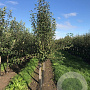 Pyrus communis 60-80 cm wortelgoed