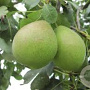 Pyrus c. 'Saint Rémy' 6-8 HO wortelgoed