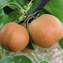 Pyrus pyrifolia 'Chojuro' struik wortelgoed