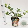 Rhaphiolepis del. Coates Crimson 20-30 cm 2,0L