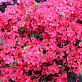 Rhododendron (AJ) 'Maruschka' 25-30 cm container C2,5