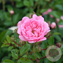 Rosa (P) 'The Fairy' 20-25 cm C1.3