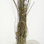 Robinia pseudoacacia 80-100 cm wortelgoed