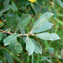 Salix cinerea 60-100 cm wortelgoed 2-3 tak