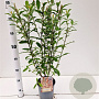 Salix chaenomeloides 'Mount Aso' 50-60 cm 2,5L