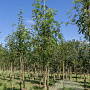 Sorbus aucuparia 80-100 cm wortelgoed